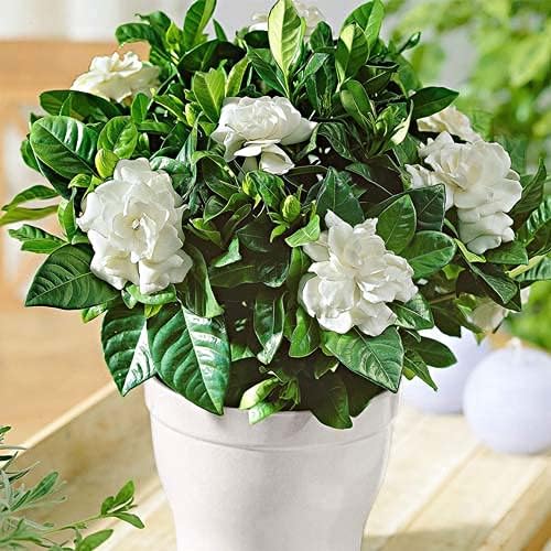 See full amazon price history chart for Greenursery Mogra Flowering Plant Indoor Plant For Home and Garden with Pot (Pack of 1) (White) Greenursery Mogra Flowering Plant Indoor Plant For Home and Garden with Pot (Pack of 1) (White) (B0CRH14VBF) Amazon Price History, Amazon Price Tracker