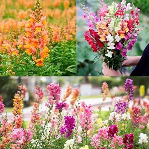 100+ Snapdragon Flower Seeds by Carpet Creeping Cover