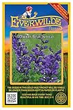 Everwilde Farms - 10 Dwarf Blue Indigo Native Wildflower Seeds - Gold Vault Seed Packet