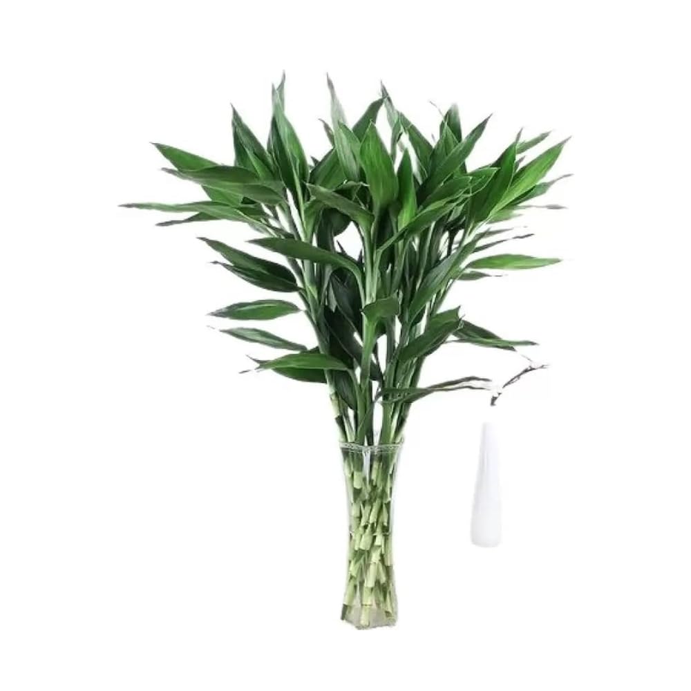 See full amazon price history chart for Dishita - Go Green Live Lucky Bamboo Straight Sticks | Combo Pack of 4 Plants Sticks| Plant height - 50 cm length Dishita - Go Green Live Lucky Bamboo Straight Sticks | Combo Pack of 4 Plants Sticks| Plant height - 50 cm length (B0CPD3PF3B) Amazon Price History, Amazon Price Tracker