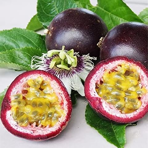 QAUZUY GARDEN 10 Passion Fruit Seeds Cover