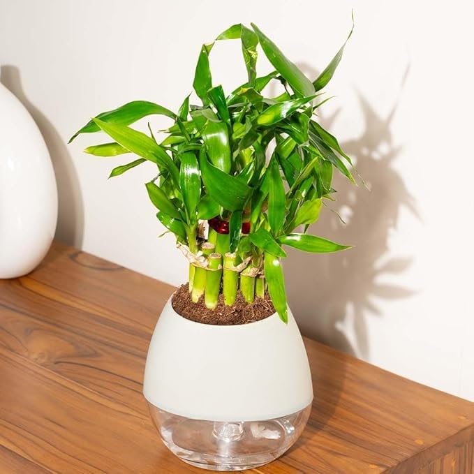 Lucky Bamboo Plant for Home | Best Feng Shui Indoor Plant with Multicolor Stones | Natural Air Purifier | 7 stick per pack-image-35
