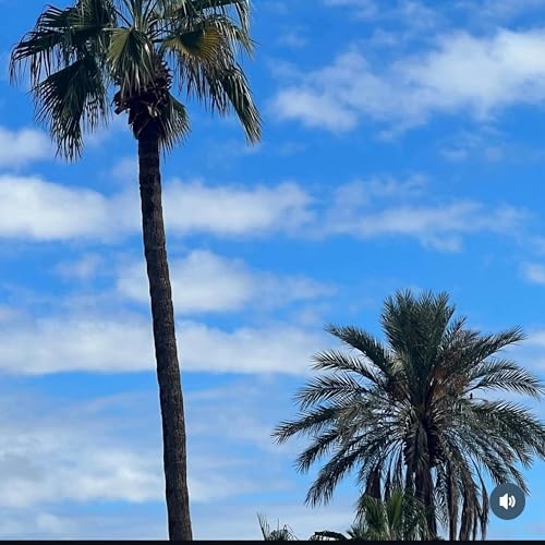 Palm Trees [Explicit]
