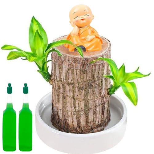 Brazilian Wood Plant Lucky Brazilian Wood Plant Lucky Indoor Decorative Miniature Decoration with Monk Statue for Desk Decoration Office Family Bedroom