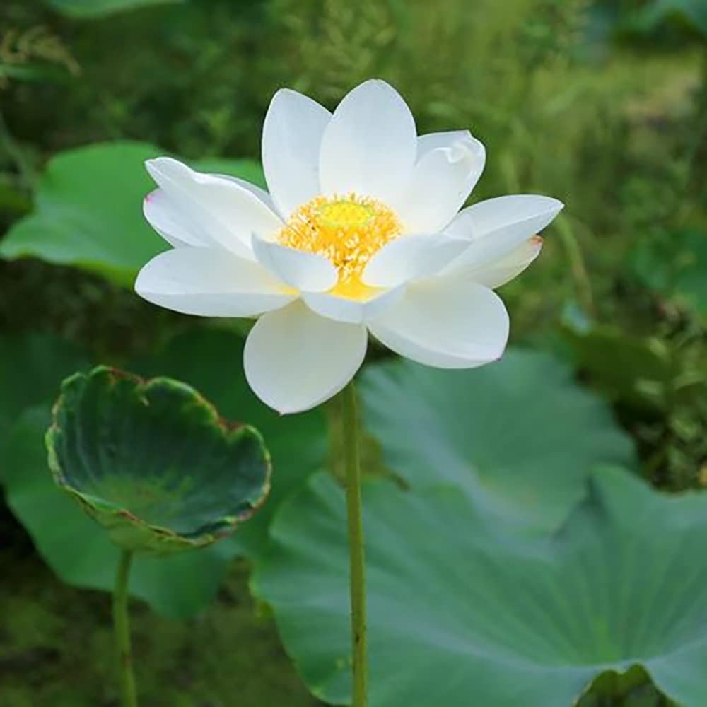 20Stück weiße Lotus Samen Reine natürliche Blumen die im Gartenhofbalkon pflanzen Leicht zu keimen Starke Anpassungsfähigkeit geeignet für Anfänger