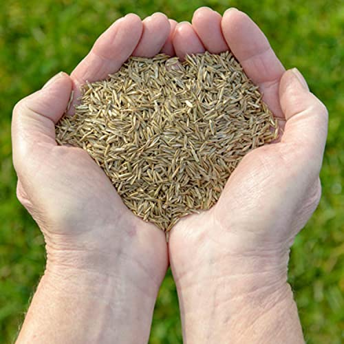 Welldales 50 Fescue Blue Grass Seeds Dwarf Self Seeding Ornamental Evergreen Garden Shrubs