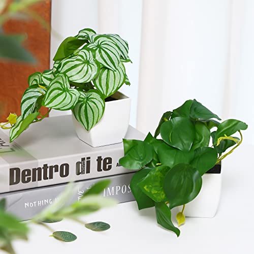 Reviews y listado de Oferta plantas listamos los 10 mejores. 12 Imagen adicional