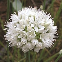 Allium Splendor A Guide Colorful Gardening Allium Flower Bulbs