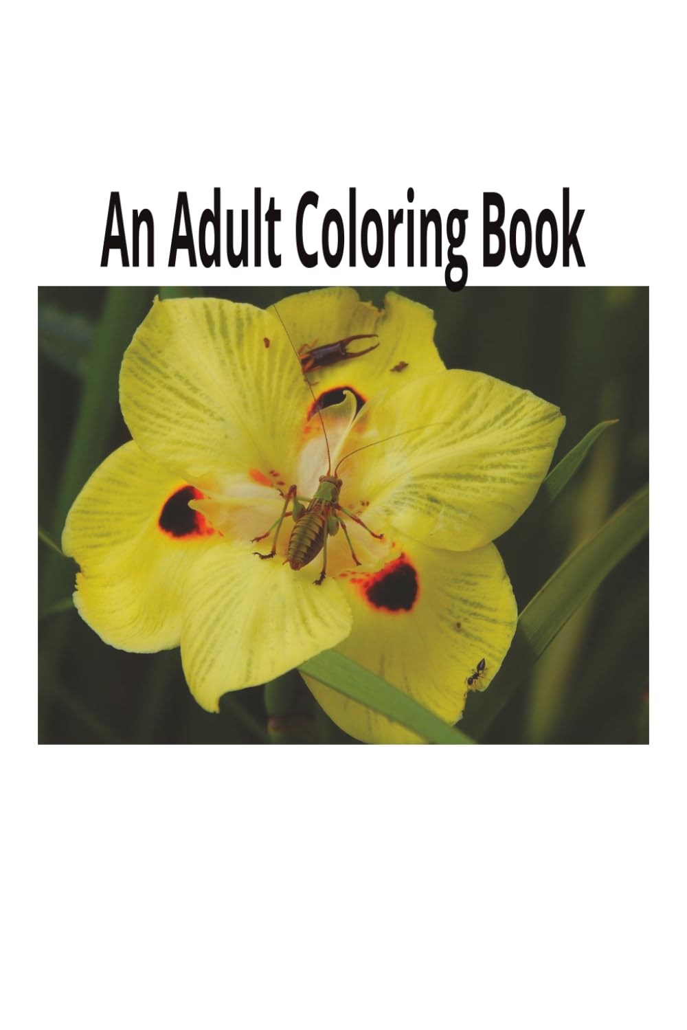 An Adult Coloring Book for Relaxation: Mandalas, Floral Patterns & Nature Designs for Stress Relief and Mindfulness