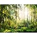 Produktbild Runa Art Fototapete Wald Sonne Modern Vlies Wohnzimmer Schlafzimmer Flur - made in Germany - Gelb Grün 9176010a