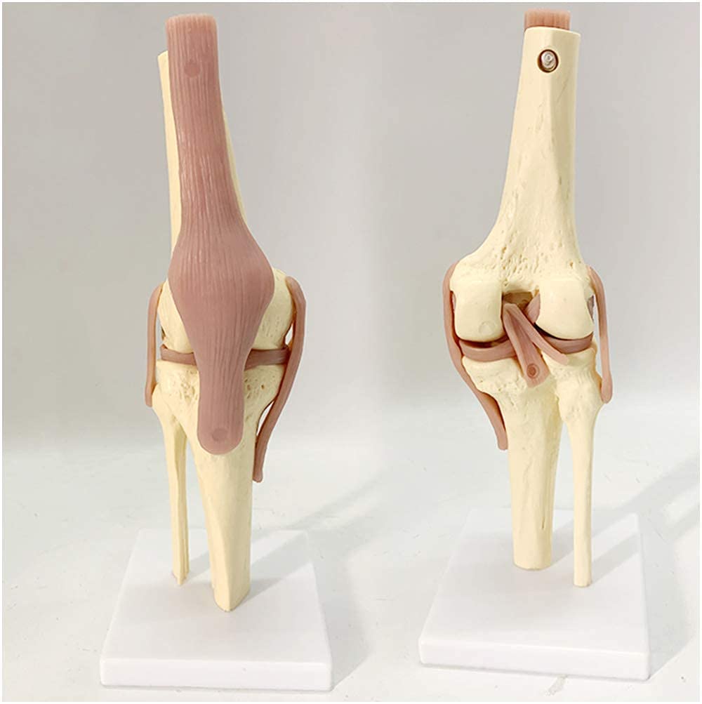Buy Knee Joint Model Life Size Human Knee Joint Function Model Life