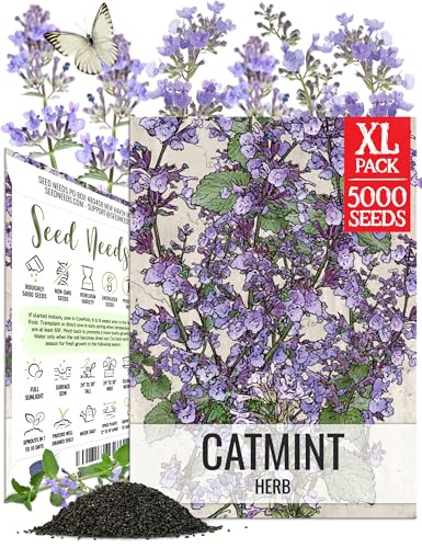 Seed Needs Catmint Seeds to Plant Non-GMO & Heirloom Nepeta Herbs XL Pack