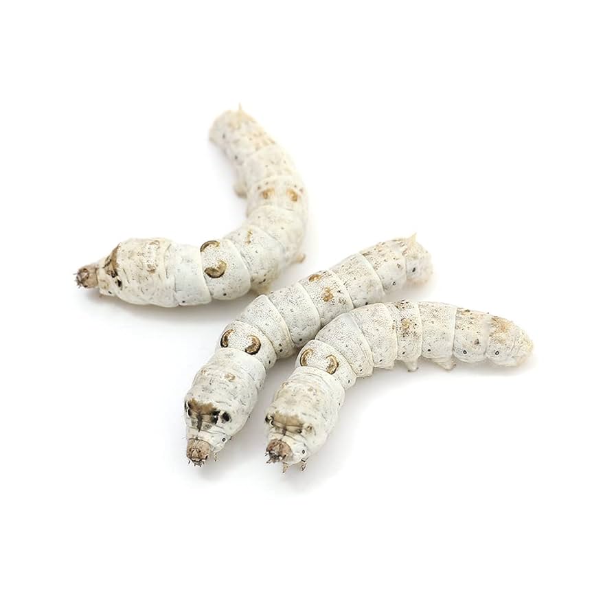 シルクワーム　蚕　ご飯　粉末タイプ1000g （蚕の餌） 粉末カイコ 100g - シルクワーム | フードグレード | 通販