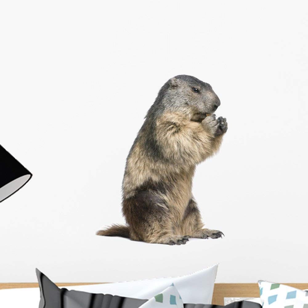 プレーリードッグの壁掛け Amazon.co.jp: (46cm x 41cm ) - Groundhog Wall Decal by Wallmonkeys