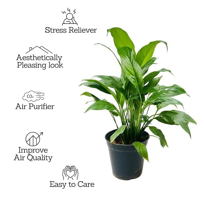 Image of Floryzen Original Live Peace Lily or Spathiphyllum Plant Air purifier Good luck plant (Pack of 1 With Pot)