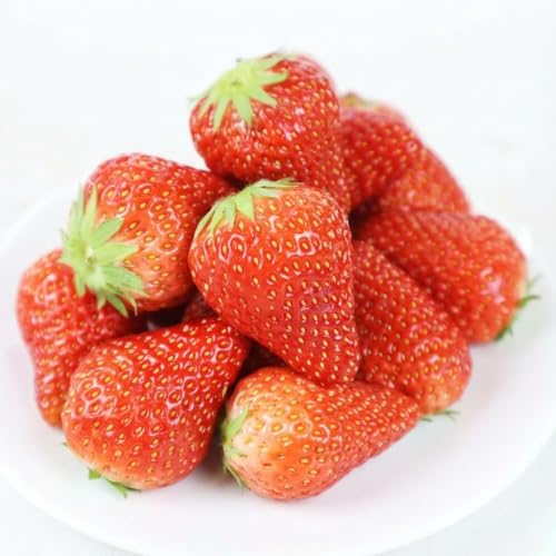 ベリーポップすず & スターナイト 500g いちご 食べ比べ ギフト 産地直送 朝採り スイーツ フルーツ 果物 大粒 完熟 イチゴ 苺 完熟 直送 ギフト 贈答用 贈答 ギフト ビタミン ベリー 産地直送 国産 静岡 県 牧之原 市 極美屋 KIWAMIYA