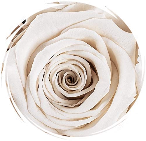 Miniatura 6 de Flores Soho Floral Arts - Rosas reales que duran un año y más, flores frescas, rosas eternas en una caja.