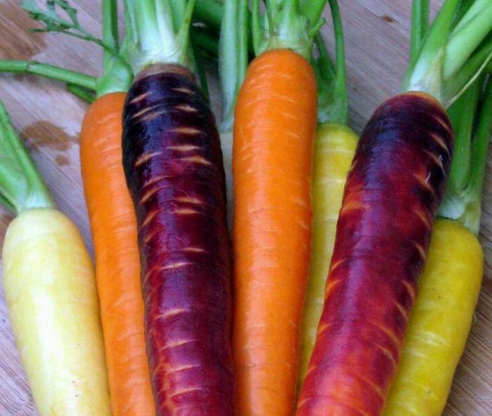 Multicolor Carrot Mix 6 Colorful Varieties 100+ Non-GMO Seeds for Growing Vegetable Garden