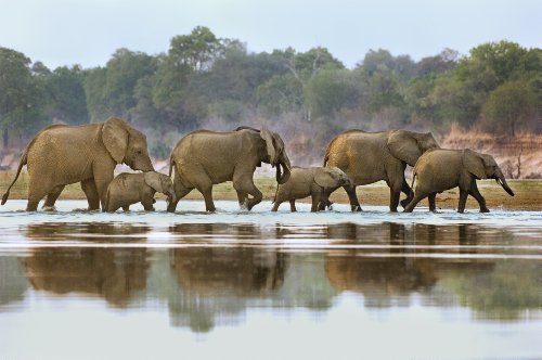 Die verrücktesten Tiere der Welt Teil 2 - National Geographic