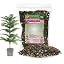 Araucaria Potting Soil Mix