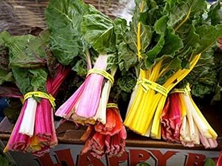 Chard Swiss Rainbow Seeds Microgreen Or Garden 100 Seeds Non-Hybrid, Open-Pollinated, Suited for Canadian Climate