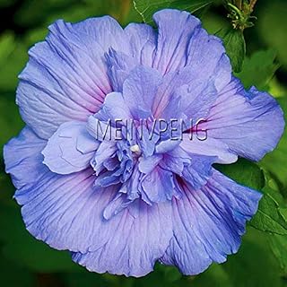 Kalash New 100PCS Hibiscus Rosa-sinensis Perennial Flower Seeds for Gardening Light Blue