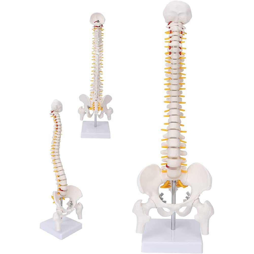 ERCTOO 45cm Human Spine With Pelvic Model Human Anatomy Anatomical Spinal Column Medical Model Spine Model Lumbar Model With Hip Joint Lifesize Model With Stand