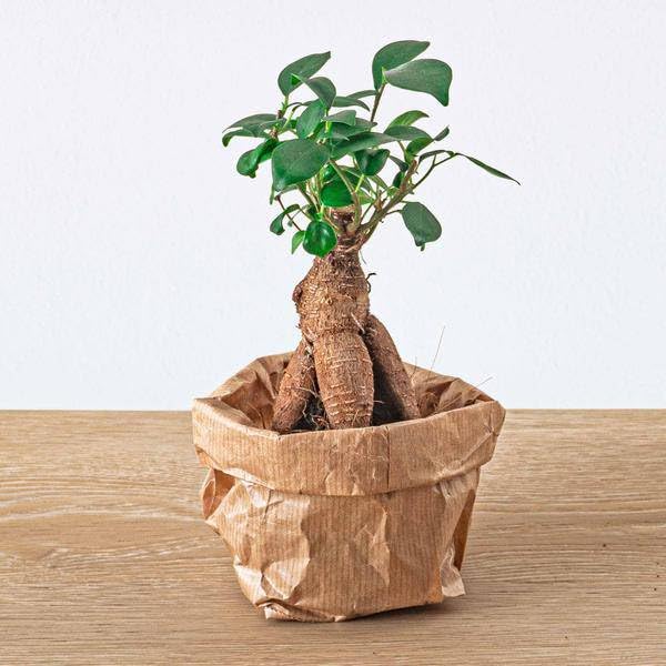 Flaschengarten Ficus Ginseng Bonsaï – Recharge & Kit de démarrage – Kit de terrarium de plantes DIY – Kit complet avec plantes pour terrarium, charbon actif et accessoires – Mini écosystème à