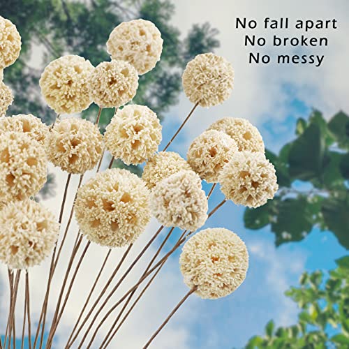 Phliofd 24 PCS Dried Craspedia Billy Balls Flowers, 18” Natural Dried Flowers Bouquet for Vase Floral Arrangements Wedding Table Centerpieces Party DIY Home Decor (White) - Thumbnail 6