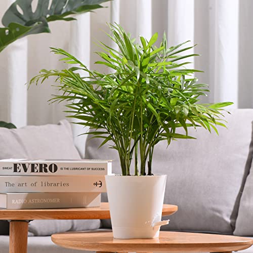 Qaobo Plant Pots 6 Pcs 5 Inch Self Watering Planters High Drainage Flowers Pot For Indoor Outdoor Plants With Reservoir Tray And Watering Lip Gardening Planter Garden Flower Pots, White #TOP3