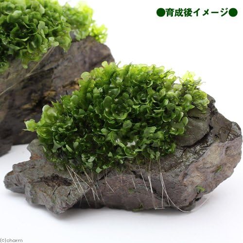 A-STYLE ネシアブランチウッド ブラウン流木 アク抜き済 LLサイズ 32