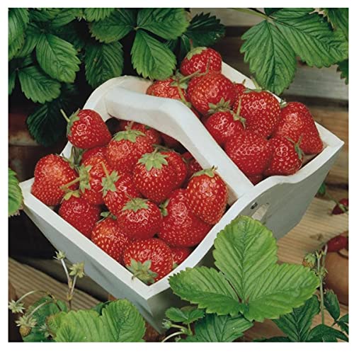 Semente de Morango Vermelho Ruge - Embalagem 50mg