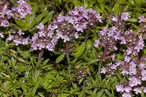 100 Tijm Zaden (Thymus Vulgaris) - Afbeelding 5