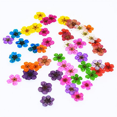 Zenra 0.6-1.0CM NARCISSUS 3 Package (72Pieces) Little Narcissus 0.6-1Cm Natural Dried Flowers Pressed Herbarium Flower Nail Sticker Resin Filler (White) thumb #2