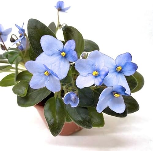 Miniatura 7 de Planta viva de violetas africanas azul claro en maceta de 4 pulgadas, violeta africana para plantas de interior, decoración del hogar al aire libre