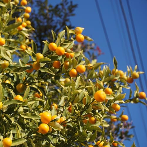 Semi di di kumquat - per luoghi soleggiati fresca giardino frutteto resistenti per il giardino da serre da balcone balcone nani 100pcs