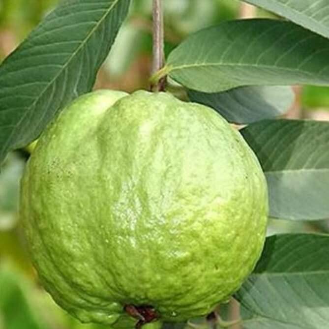 Vnr Guava plant original plant grafted/ green tree nursery (B0BGZ4WW73) Amazon Price History, Amazon Price Tracker