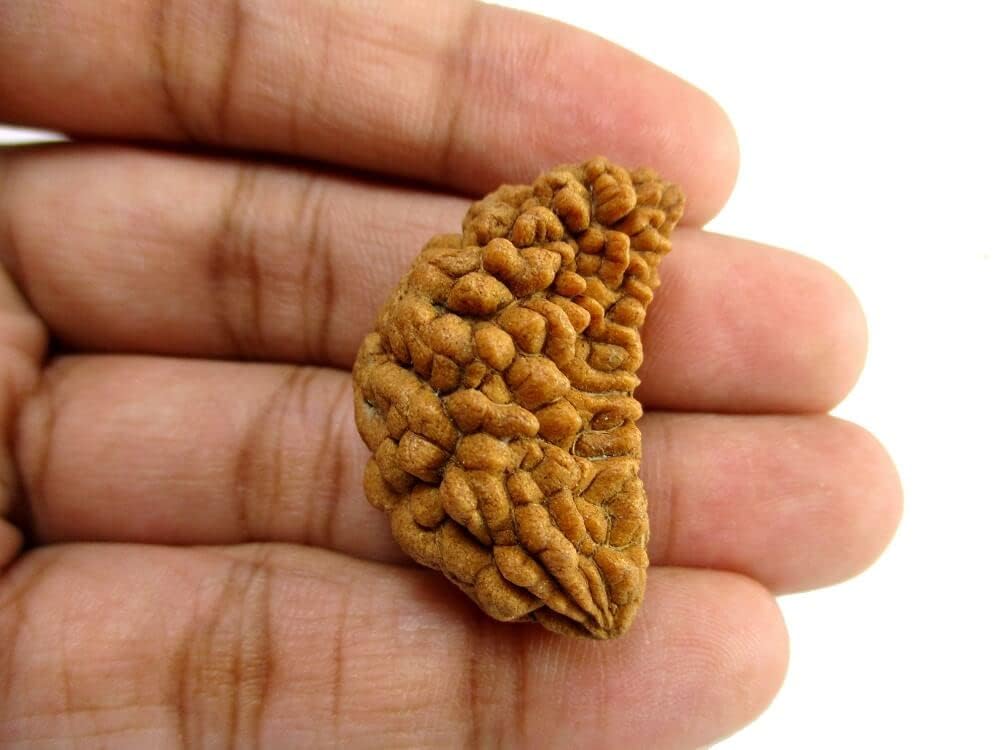 Original 1 Mukhi Nepali Rudraksha | Lab Certified Big Size Bead A 100% Natural and Rare Spiritual Bead for Ultimate Peace and Success.-image-30