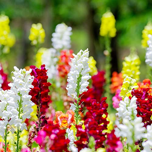 Snapdragon Seeds Perennial Annual Cut Flower Fragrant Deer Resistant Drought Tolerant Attracts...
