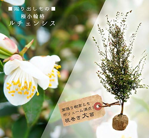 Amazon 極小輪 椿 椿 つばき カメリア ルチェンシス 根巻き大苗 低木 ヤマト不可 北海道 沖縄 離島不可 庭木 常緑樹 植木