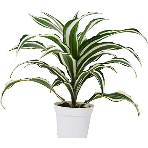 1 Dracaena 'Warneckii White Jewel' - in 4" Pot for Your Live House Plant Collection.