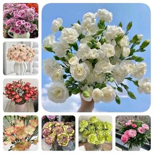 Semi di chiodi di garofano, serre da balcone Semi di garofano dolce, per gli ospiti con semi di resistenti per il giardino 600pcs