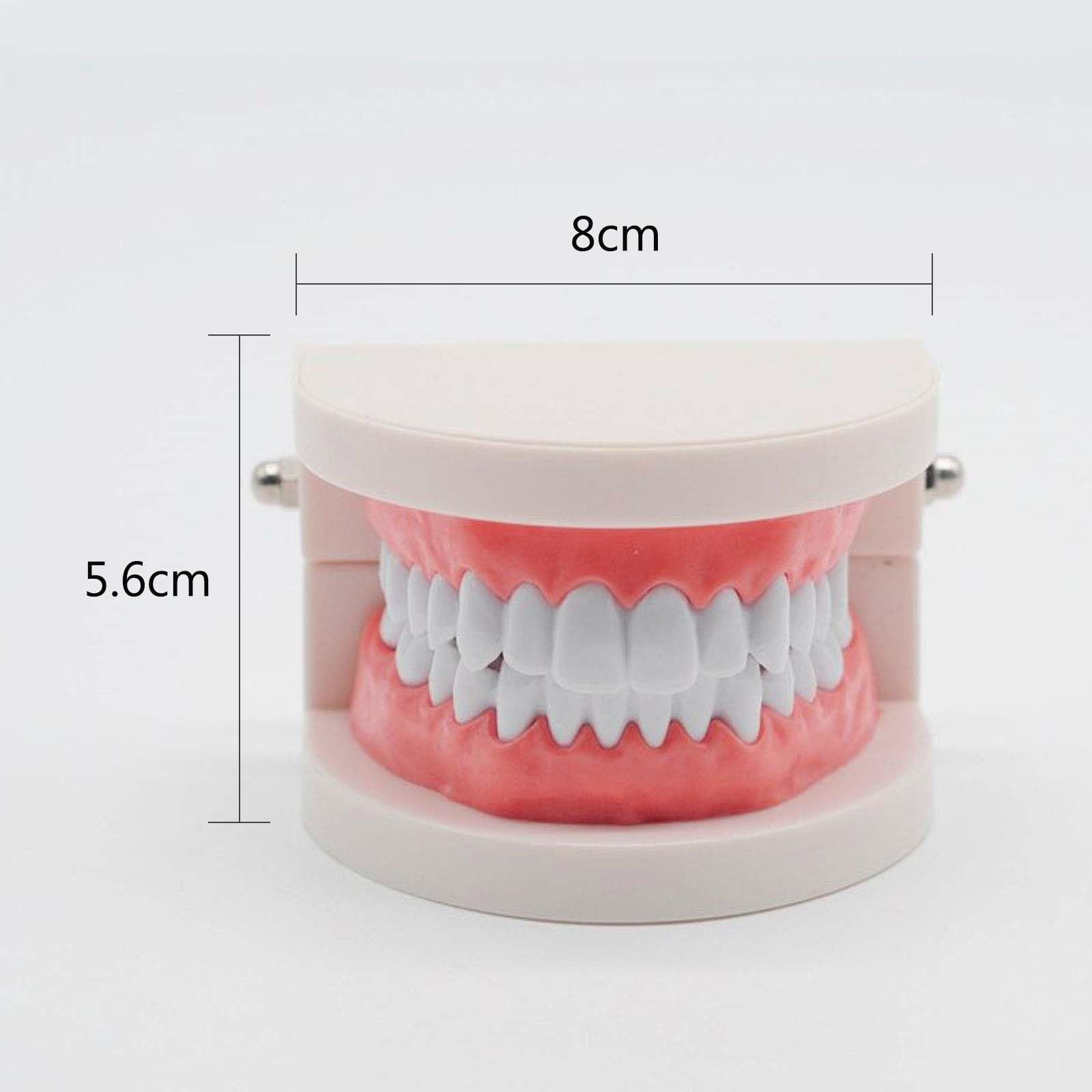 2 sztuki modeli do zębów z 2 sztukami szczoteczek do zębów, model do zębów dla dzieci, model do pielęgnacji zębów dla dzieci w klinikach dentystycznych lub przedszkolach