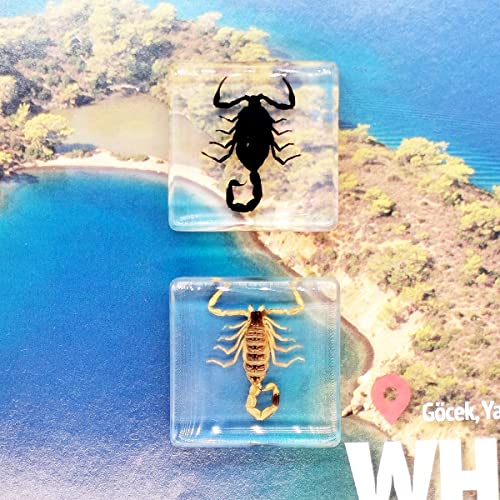 Image of Insect Specimens Set, Black Scorpion and Yellow Scorpion Specimens in Resin, Animal Taxidermy Collection for Science Education & Desk Ornament, (FBBJ-03)