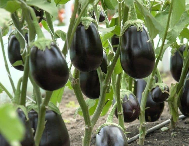 megcito Doğal Topan Patlıcan Tohumu