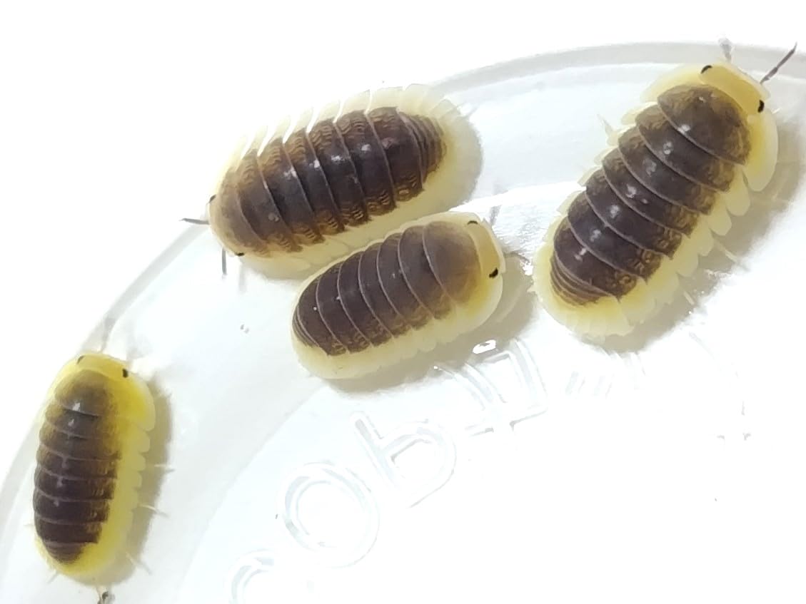 Amazon | レモンブルーダンゴムシ 10匹＋α | ノーブランド品 | 昆虫 通販