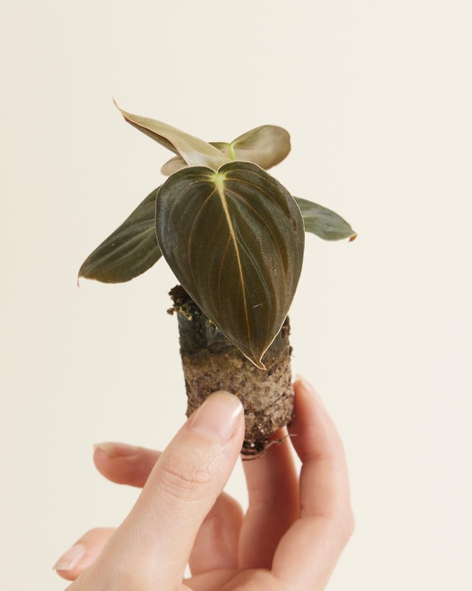 philodendron imperial red propagation Philodendron Imperial Red | 4