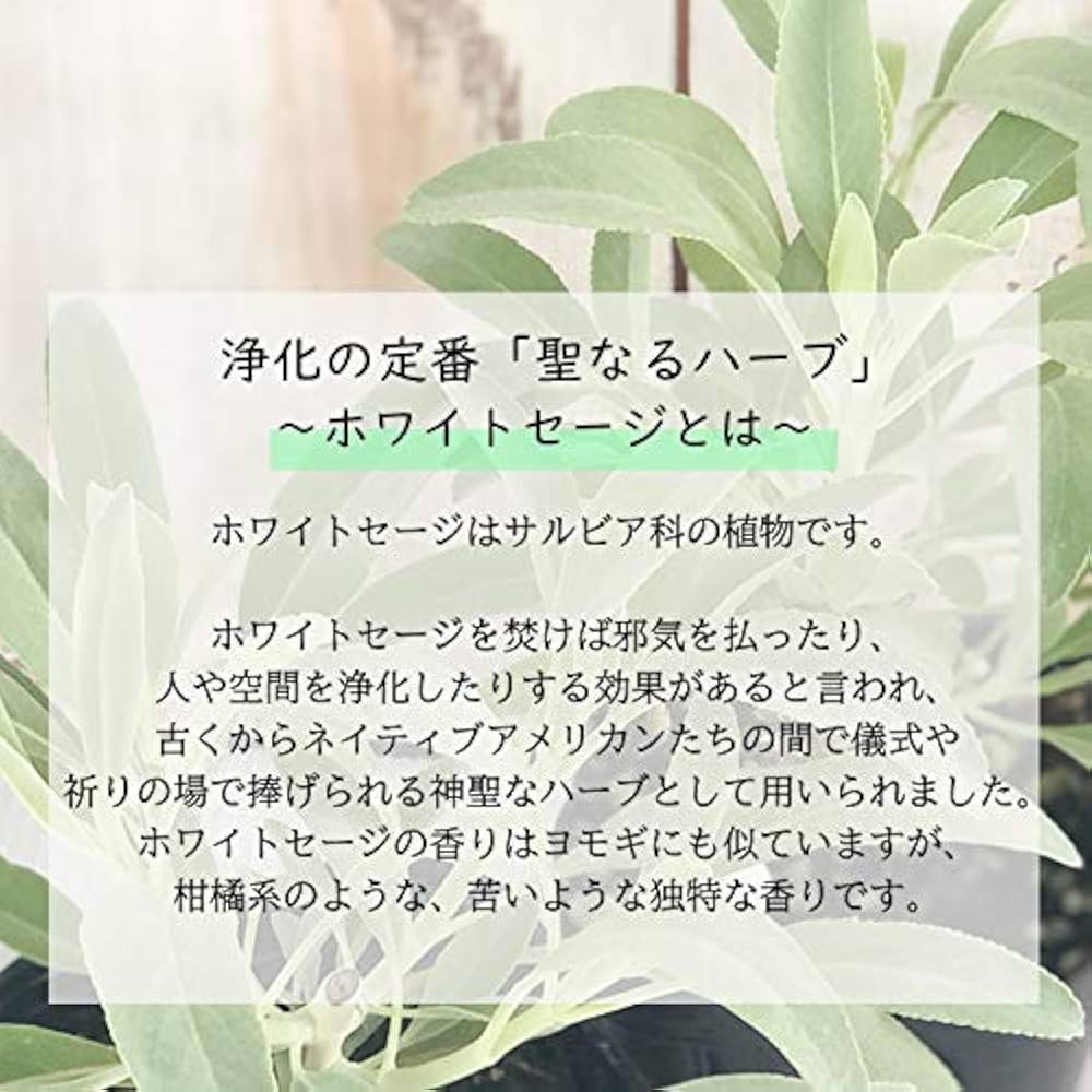 Amazon.co.jp: カリフォルニア ホワイトセージ 苗 2個セット 9cm