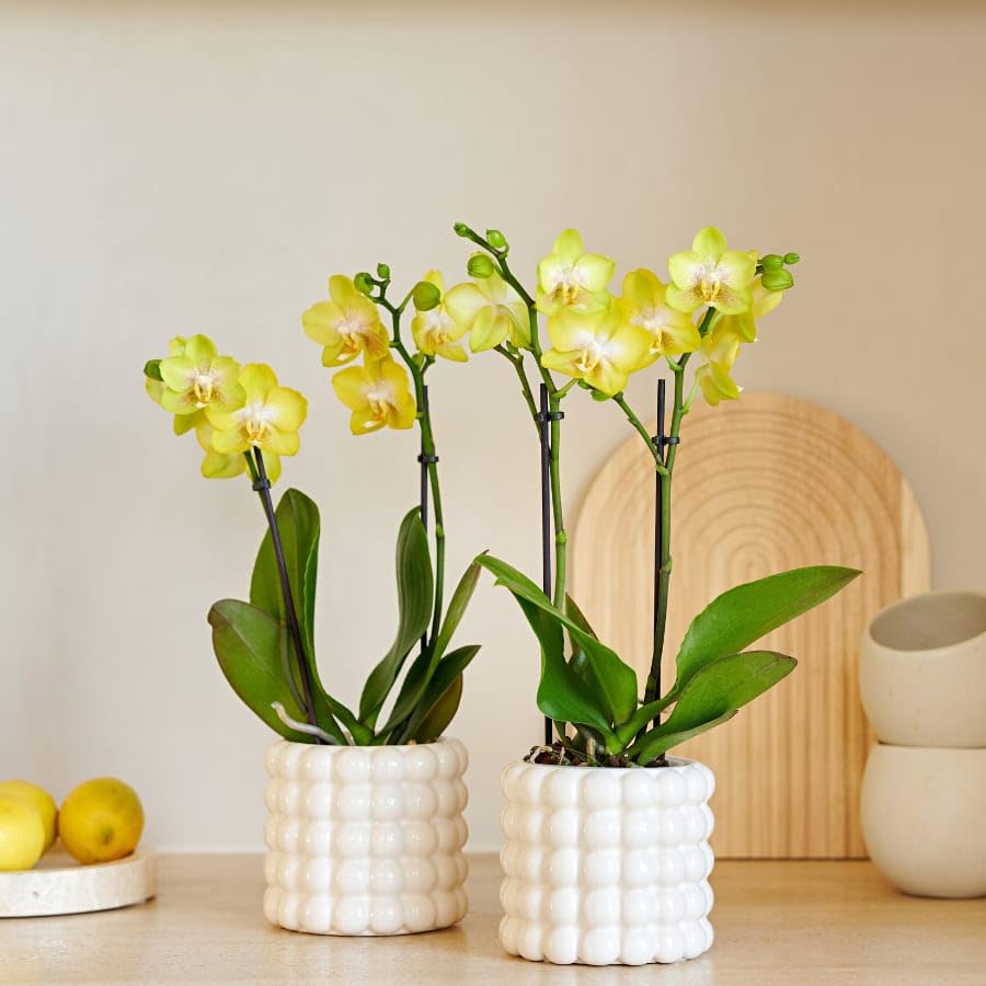 Zestaw roślin Poppy White Yellow – 2 x orchidea Albenga żółta Ø 9 cm – 2 x doniczka ceramiczna Poppy White w stylu Bubble – zestaw kwitnących roślin pokojowych, świeżo od hodowcy, pomysł na prezent