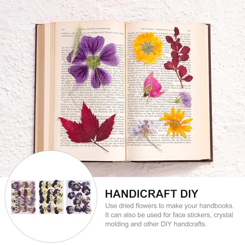 Flores prensadas secas naturales para manualidades 36 piezas miniatura 7